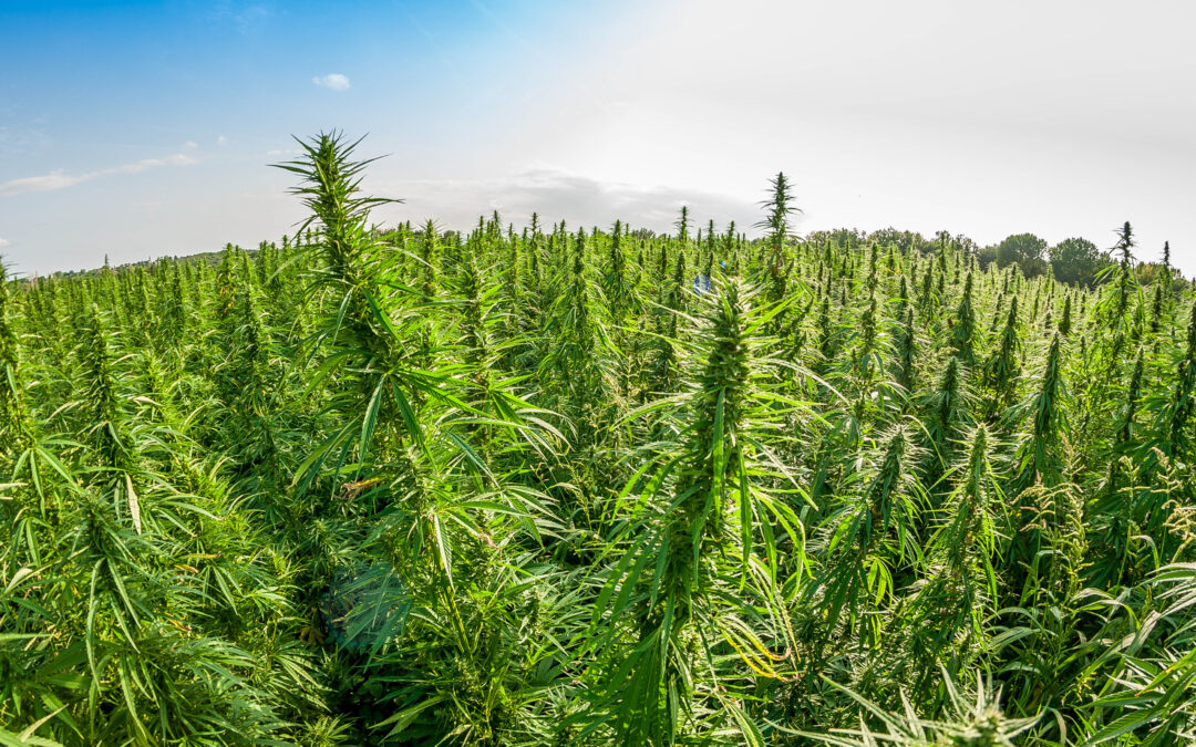 Fall 2019 Hemp Law Report